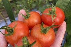 自家菜園これから夏野菜収穫最盛期